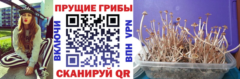 Псилоцибиновые грибы мухоморы  Купить где  Пучеж 